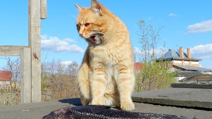Кот выхватил у рыбака улов. Фото cat-story.ru