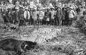 1911. Король Георг V охотится на тигров в Индии.