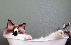 Котик Альберт в ванной