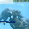 У зоопарку США милуються маленьким бегемотом