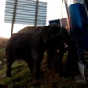 Слонів рятували велетенську вантажівку з болота