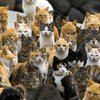 Остров в Японии оккупировало множество кошек (фото)