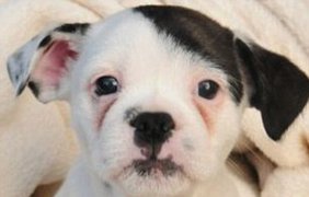 Фото щенка бульдога, похожего на Гитлера