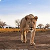 Львица чуть не забралась в автомобиль с туристами в Африке