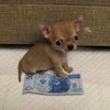Самый маленький пес в мире живет в Польше (фото)