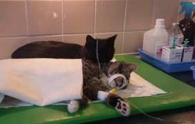 Кот из Польши после выздоровления лечит других животных. Фото imgur.com