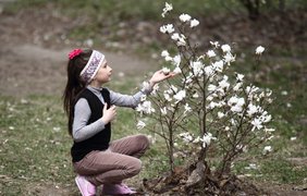 Цветение магнолий в киевском ботаническом саду им. Гришка