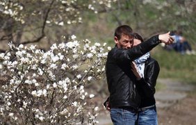 Цветение магнолий в киевском ботаническом саду им. Гришка
