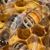 Миллион пчел утонули в собственном меде при ДТП во Франции