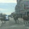 В Брюсселе полиция гонялась по улицам за тремя зебрами (видео)
