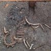 В Вене нашли останки боевого верблюда (фото)