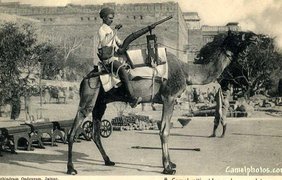 Боевые верблюды до начала ХХ века были довольно популярны при ведении боевых действий