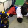 В Киеве собак нарядили в вышиванки, шаровары и веночки