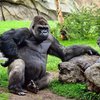 Гигантский Кинг-Конг напал на детей в зоопарке (видео)