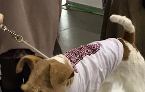 В Киеве прошла выставка собак в вышиванках