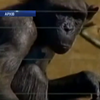 Суд у США наділив шимпанзе правами людини