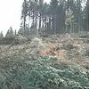 На Буковині ліс крадуть вагонами (відео)