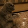 Кошка научилась влезать в крохотный аквариум (видео)