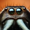 Увеличенные фото насекомых: жуткие монстры вокруг нас