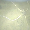 В Антарктиде обнаружены странные подводные животные (видео)