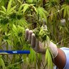 Чилі збирає врожай марихуани
