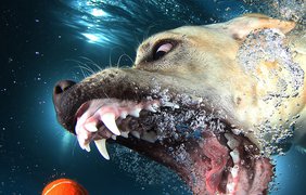 Собаки-подводники глазами Сета Кастила
