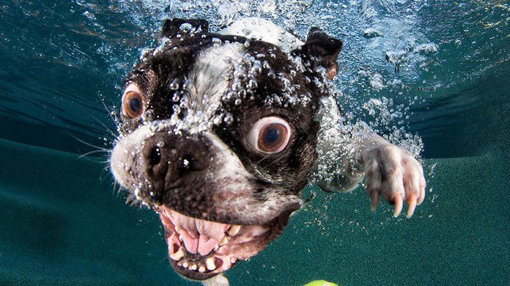 Собаки-подводники глазами Сета Кастила