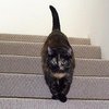 Кот на лестнице рассорил пользователей интернета (фото)