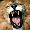 Фотограф рисковал жизнью ради "улыбки" льва (фото)