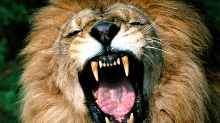 Снимок оскала льва едва не стоил жизни фотографу