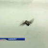 Науковці у Сингапурі навчилися керувати польотом жуків