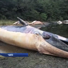 У Чилі викинулися на берег 20 китів
