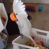 Попугай балдеет от собственного голоса в стаканчике (видео)