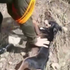 В Колумбії з ризиком для життя врятували з рікчи собаку (відео)