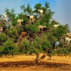 В Марокко козы ради еды запрыгивают на деревья (фото)