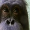 Орангутанів навчили робити селфі