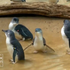 У зоопарку Нью-Йорка маленькі пінгвіни зачарували відвідувачів