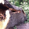 В Днепропетровске уничтожили знаменитый 200-летний дуб (фото)