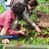 Корейці вирощують фрукти на дахах будинків