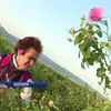 У Болгарії збирають троянди для виготовлення олії