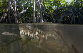 Острорылый крокодил. Архипелаг Хардинес-де-ла-Рейна, Куба.