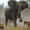 В Германии сбежавшая из цирка слониха растоптала прохожего
