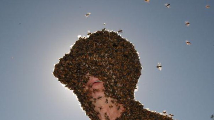 Пчелиная атака. Фото из архива