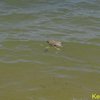 Пляжи Керчи усеяны трупами птиц (фото, видео)