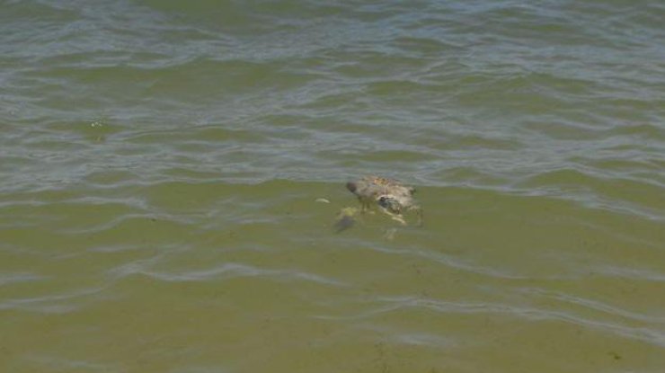 Останки птиц плавают у берега. Фото kerch.fm