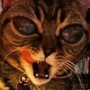 Кошка-инопланетянин стала звездой Instagram (фото, видео)