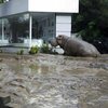 В Тбилиси из-за наводнения погибли более 300 животных зоопарка (фото)