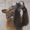 В России споили медведей и лечат от алкоголизма