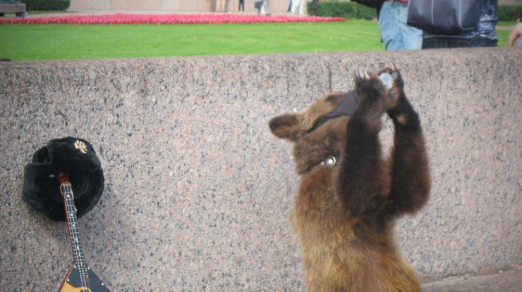 Медведей спаивали посетители ресторана