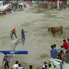 Бики в Перу публічно розправилися з тореодорами 